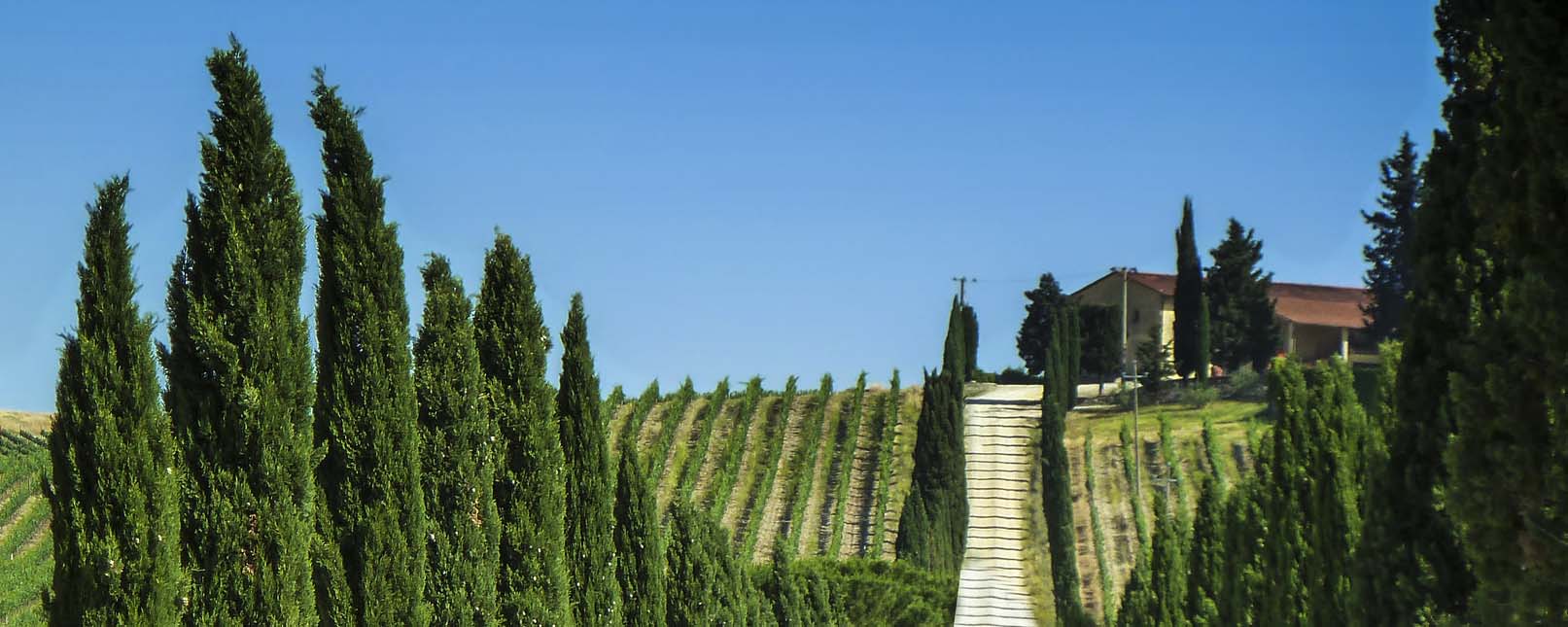 Violions and such, everything you need to bow, violins, violas, cellos, double basses, accessories, shoulder rests, strings, rosin, bows, cases, bags, general accessories, luthier supplies, materials, tools, varnish, fittings and many more.